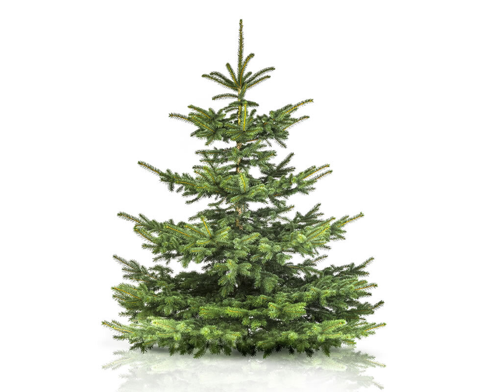 Christbaum